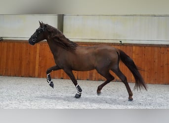 PRE, Hengst, 5 Jaar, 165 cm, Donkere-vos