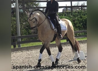 PRE Mix, Hengst, 5 Jaar, 165 cm, Falbe