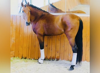 PRE Mix, Hengst, 5 Jaar, 165 cm, Lichtbruin
