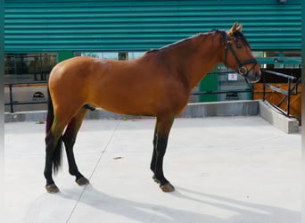 PRE Mix, Hengst, 5 Jaar, 165 cm, Lichtbruin