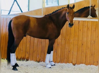 PRE Mix, Hengst, 5 Jaar, 165 cm, Lichtbruin