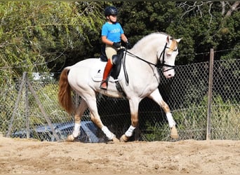 PRE, Hengst, 5 Jaar, 165 cm, Pearl