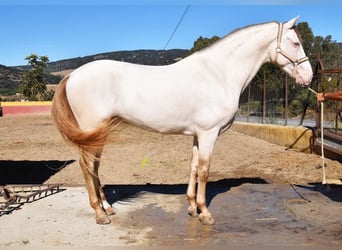 PRE, Hengst, 5 Jaar, 165 cm, Pearl