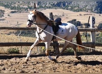 PRE, Hengst, 5 Jaar, 165 cm, Pearl