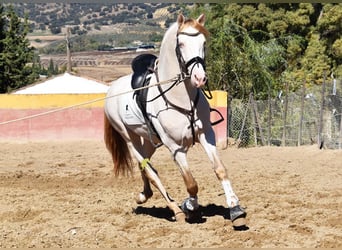 PRE, Hengst, 5 Jaar, 165 cm, Pearl