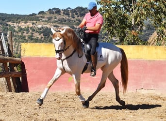 PRE, Hengst, 5 Jaar, 165 cm, Pearl