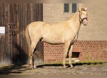 PRE, Hengst, 5 Jaar, 165 cm, Perlino