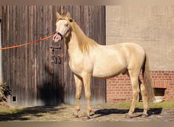 PRE, Hengst, 5 Jaar, 165 cm, Perlino