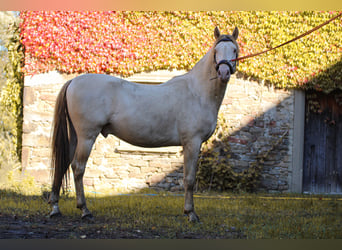 PRE, Hengst, 5 Jaar, 165 cm, Perlino