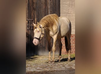 PRE, Hengst, 5 Jaar, 165 cm, Perlino