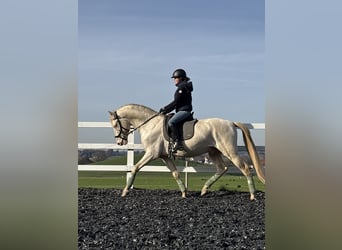 PRE, Hengst, 5 Jaar, 165 cm, Perlino