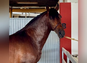 PRE Mix, Hengst, 5 Jaar, 165 cm, Roodbruin