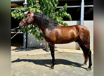 PRE Mix, Hengst, 5 Jaar, 165 cm, Roodbruin