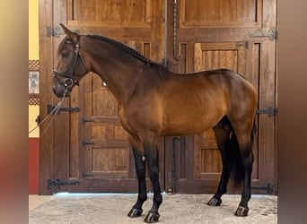 PRE Mix, Hengst, 5 Jaar, 165 cm, Roodbruin