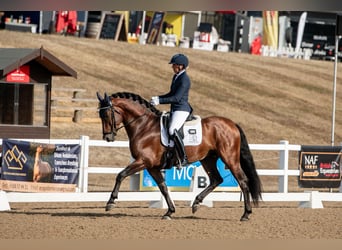 PRE Mix, Hengst, 5 Jaar, 165 cm, Roodbruin PRE Mix, Hengst, 5 Jaar, 165 cm, Roodbruin