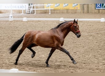 PRE Mix, Hengst, 5 Jaar, 165 cm, Roodbruin PRE Mix, Hengst, 5 Jaar, 165 cm, Roodbruin