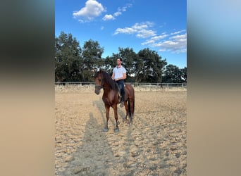 PRE Mix, Hengst, 5 Jaar, 165 cm, Roodvos