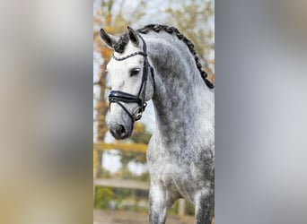 PRE Mix, Hengst, 5 Jaar, 165 cm, Schimmel