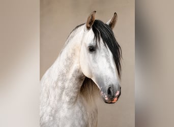 PRE, Hengst, 5 Jaar, 165 cm, Schimmel