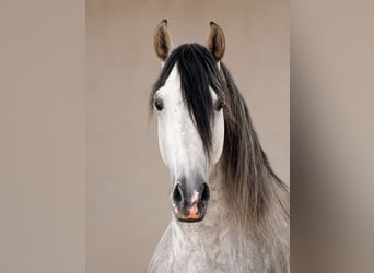 PRE, Hengst, 5 Jaar, 165 cm, Schimmel