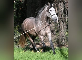 PRE Mix, Hengst, 5 Jaar, 165 cm, Schimmel