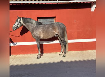 PRE, Hengst, 5 Jaar, 165 cm, Schimmel