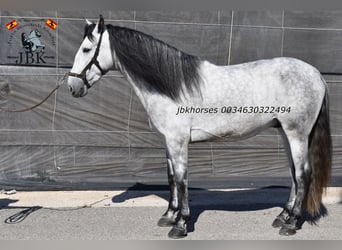 PRE, Hengst, 5 Jaar, 165 cm, Schimmel
