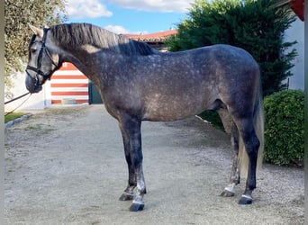 PRE Mix, Hengst, 5 Jaar, 165 cm, Schimmel