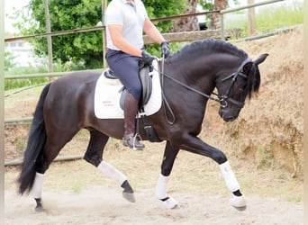 PRE Mix, Hengst, 5 Jaar, 165 cm, Zwart