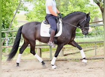 PRE Mix, Hengst, 5 Jaar, 165 cm, Zwart