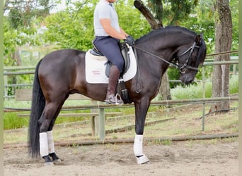 PRE Mix, Hengst, 5 Jaar, 165 cm, Zwart