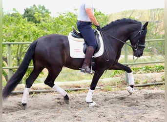PRE Mix, Hengst, 5 Jaar, 165 cm, Zwart