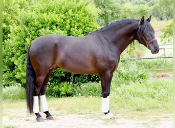 PRE Mix, Hengst, 5 Jaar, 165 cm, Zwart