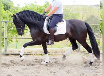 PRE Mix, Hengst, 5 Jaar, 165 cm, Zwart