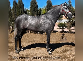 PRE Mix, Hengst, 5 Jaar, 166 cm, Appelschimmel