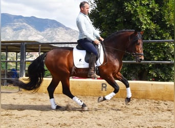 PRE, Hengst, 5 Jaar, 166 cm, Bruin