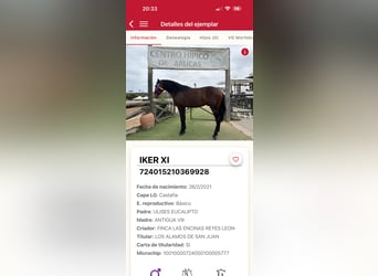 PRE Mix, Hengst, 5 Jaar, 166 cm, Bruin