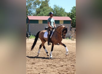 PRE Mix, Hengst, 5 Jaar, 166 cm, Falbe