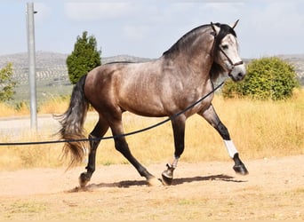 PRE Mix, Hengst, 5 Jaar, 166 cm, Schimmel