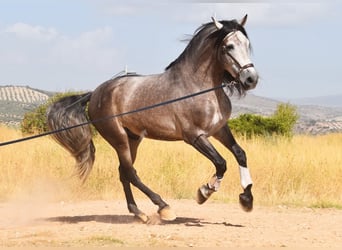 PRE Mix, Hengst, 5 Jaar, 166 cm, Schimmel