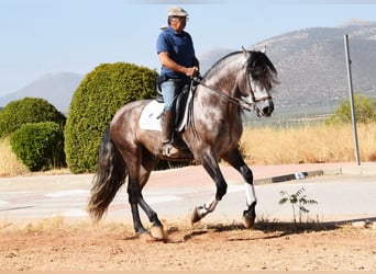 PRE Mix, Hengst, 5 Jaar, 166 cm, Schimmel