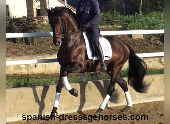 PRE Mix, Hengst, 5 Jaar, 167 cm, Bruin