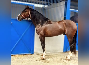 PRE, Hengst, 5 Jaar, 167 cm, Bruin