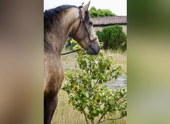 PRE, Hengst, 5 Jaar, 167 cm, Buckskin