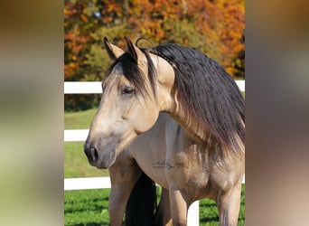 PRE, Hengst, 5 Jaar, 167 cm, Falbe