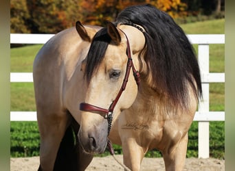 PRE, Hengst, 5 Jaar, 167 cm, Falbe