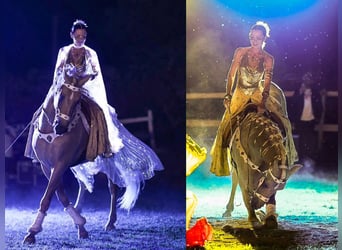 PRE Mix, Hengst, 5 Jaar, 167 cm, Palomino