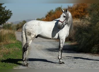 PRE Mix, Hengst, 5 Jaar, 167 cm, Schimmel