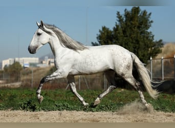 PRE Mix, Hengst, 5 Jaar, 167 cm, Schimmel