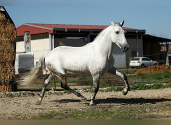 PRE Mix, Hengst, 5 Jaar, 167 cm, Schimmel